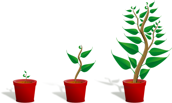 three red pots with green plants in them